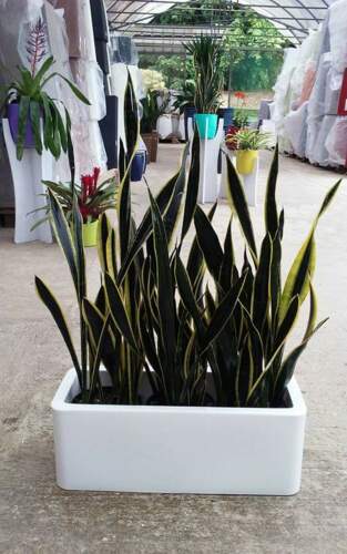 Venta De Plantas Ornamentales En Puerto Rico Venta De Plantas Ornamentales En Puerto Rico