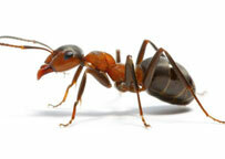                                                                                             • Control de Plagas
• Ornamentales y Céspedes
• Agricultura
• Irrigación
                                                                                    