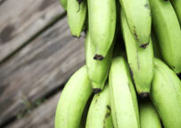                                                                                             • Control de Plagas
• Ornamentales y Céspedes
• Agricultura
• Irrigación
                                                                                    