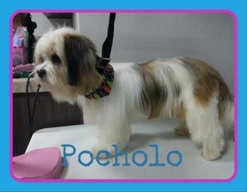 petcare san sebastian