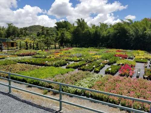 • Venta de Plantas Ornamentales
• Servicio de Alquiler de Plantas
• Ventas de Tiestos
• Venta de Químicos
• Servicio de Entrega
• Asesoramiento en Jardinería
• Venta de Piedras, Mulch y Tierra