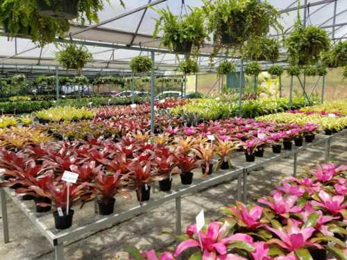 • Venta de Plantas Ornamentales
• Servicio de Alquiler de Plantas
• Ventas de Tiestos
• Venta de Químicos
• Servicio de Entrega
• Asesoramiento en Jardinería
• Venta de Piedras, Mulch y Tierra