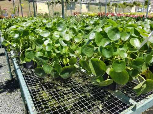 • Venta de Plantas Ornamentales
• Servicio de Alquiler de Plantas
• Ventas de Tiestos
• Venta de Químicos
• Servicio de Entrega
• Asesoramiento en Jardinería
• Venta de Piedras, Mulch y Tierra