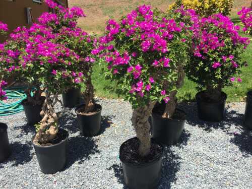 • Venta de Plantas Ornamentales
• Servicio de Alquiler de Plantas
• Ventas de Tiestos
• Venta de Químicos
• Servicio de Entrega
• Asesoramiento en Jardinería
• Venta de Piedras, Mulch y Tierra