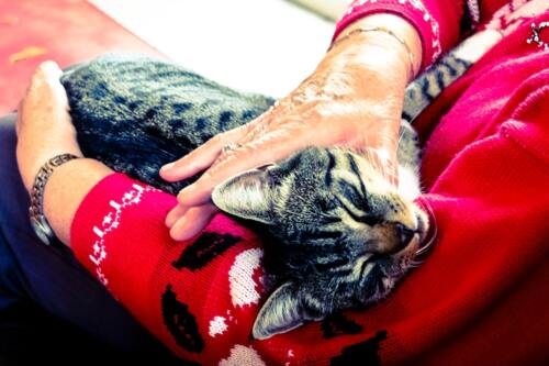                                                                                             Serenity Elderly Home
• Enfermeras graduadas 24/7
• Líderes recreativos
• Trabajadores sociales
• Nutricionista
• Terapia física
• Terapia ocupacional
• Terapia del habla
• Coordinación de citas médicas
• Médico generalista
• Dentista
• Podiatra
• Psiquiatra
• Psicólogo
                                                                                    