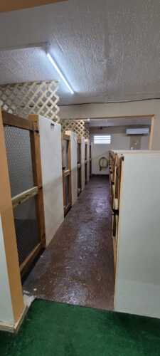 Paradise Pet Resort & Boutique