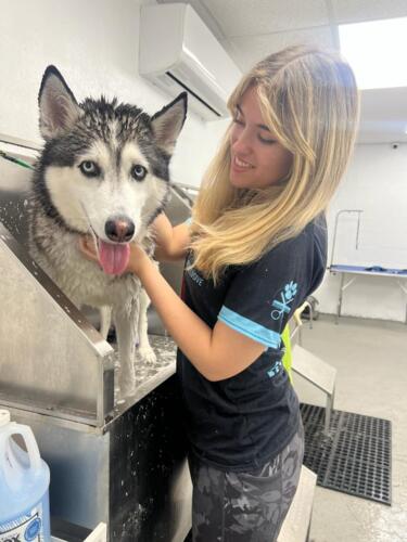                                                                                             • Grooming
• Daycare
• Hotel 
• Entrenamiento para perros
                                                                                    