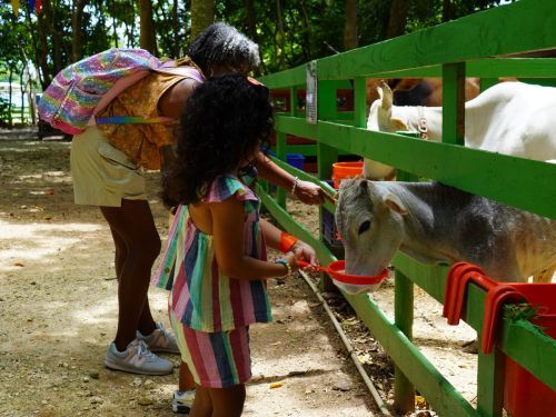                                                                                            • Música
• Zipline
• Laberinto
• Fourth Track
• Disfrute del playground
• Pasear algunos animales
• Interacción con los animales
• Paseos en carreta y en tren
• Espacios para fotografías familiares
• Mesas de arena y de juegos sensoriales
• Paseo en bicicletas de pedales de 4 ruedas
                                                                                    
