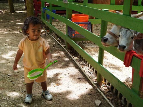                                                                                             • Música
• Zipline
• Laberinto
• Fourth Track
• Disfrute del playground
• Pasear algunos animales
• Interacción con los animales
• Paseos en carreta y en tren
• Espacios para fotografías familiares
• Mesas de arena y de juegos sensoriales
• Paseo en bicicletas de pedales de 4 ruedas
                                                                                    