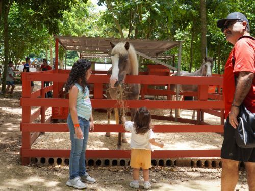                                                                                             • Música
• Zipline
• Laberinto
• Fourth Track
• Disfrute del playground
• Pasear algunos animales
• Interacción con los animales
• Paseos en carreta y en tren
• Espacios para fotografías familiares
• Mesas de arena y de juegos sensoriales
• Paseo en bicicletas de pedales de 4 ruedas
                                                                                    