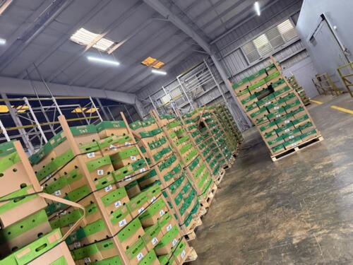                                                                                             • Frutas Frescas
• Verduras Frescas
• Importación y Distribución
                                                                                    