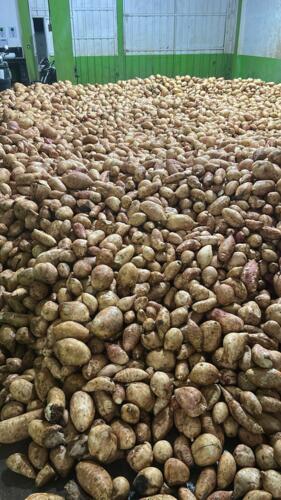                                                                                             • Frutas Frescas
• Verduras Frescas
• Importación y Distribución
                                                                                    