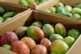 • Frutas Frescas
• Verduras Frescas
• Importación y Distribución